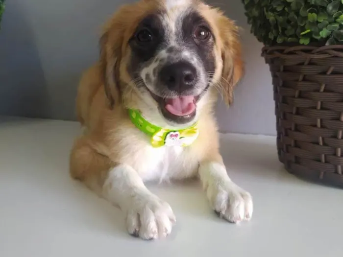 Cachorro raça SRD-ViraLata idade 2 a 6 meses nome Wandinha