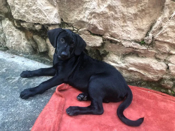 Cachorro ra a SRD-ViraLata idade 2 a 6 meses nome Puppy ….Penny…Penélope…Toffee…Bartô 