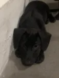 Puppy ….Penny…Penélope…Toffee…Bartô 