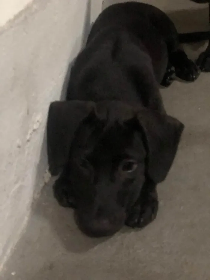 Cachorro ra a SRD-ViraLata idade 2 a 6 meses nome Puppy ….Penny…Penélope…Toffee…Bartô 