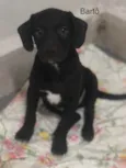 Puppy ….Penny…Penélope…Toffee…Bartô 