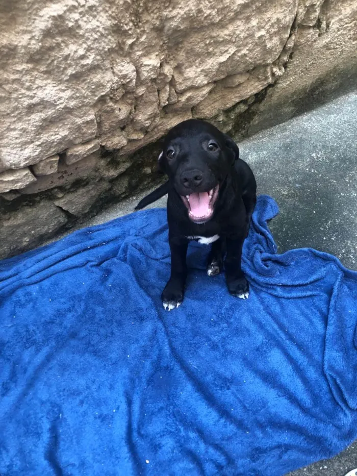 Cachorro ra a SRD-ViraLata idade 2 a 6 meses nome Puppy ….Penny…Penélope…Toffee…Bartô 