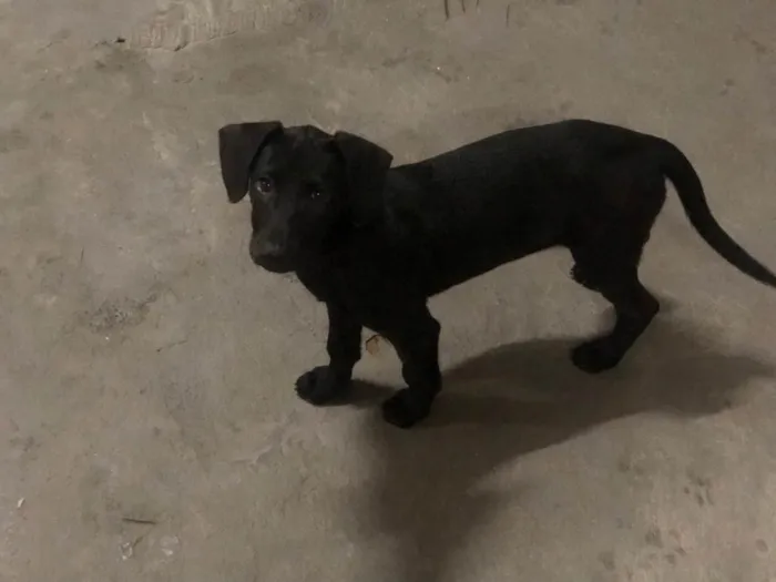 Cachorro ra a SRD-ViraLata idade 2 a 6 meses nome Puppy ….Penny…Penélope…Toffee…Bartô 