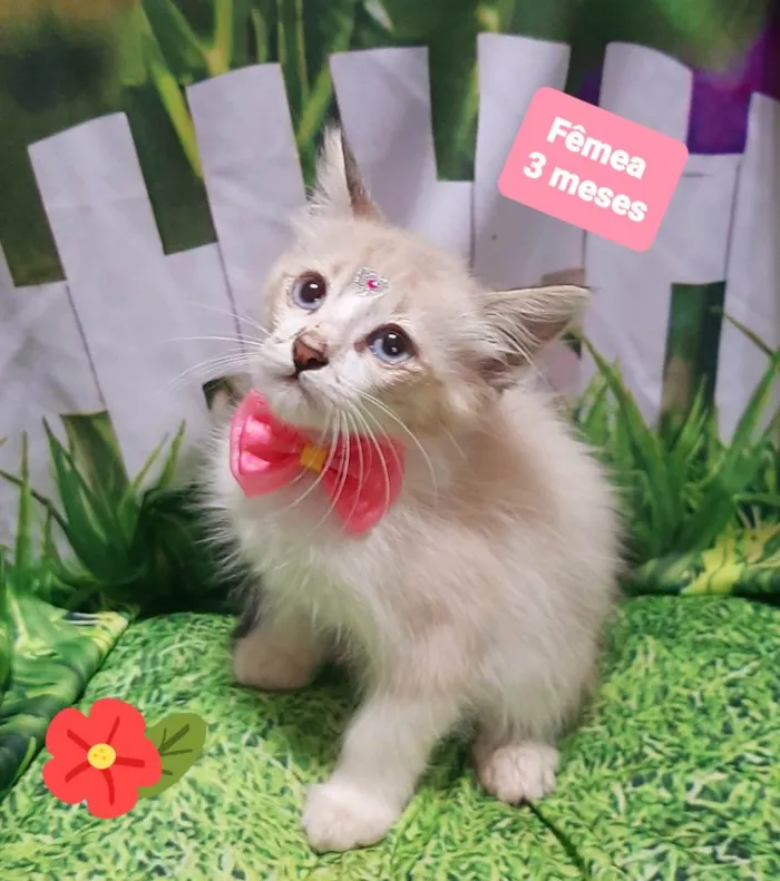 Gato raça SRD-ViraLata idade 2 a 6 meses nome Gatinha 