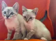 Gato raça perfeita idade 2 a 6 meses nome Tífani & Vini