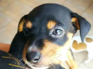 Cachorro raça SRD-ViraLata idade Abaixo de 2 meses nome Cloe