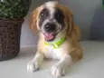 Wandinha