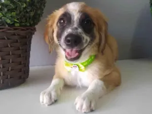 Cachorro raça SRD-ViraLata idade 2 a 6 meses nome Wandinha