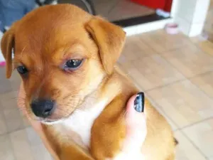 Cachorro raça SRD-ViraLata idade Abaixo de 2 meses nome Bela