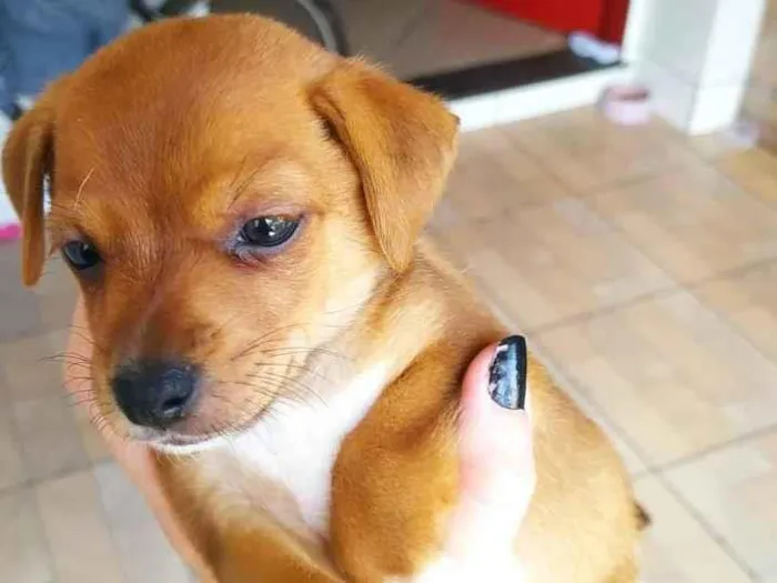 Cachorro ra a SRD-ViraLata idade Abaixo de 2 meses nome Bela