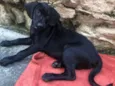 Puppy ….Penny…Penélope…Toffee…Bartô 