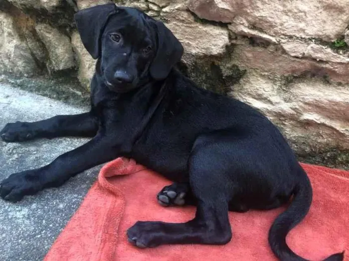 Cachorro ra a SRD-ViraLata idade 2 a 6 meses nome Puppy ….Penny…Penélope…Toffee…Bartô 