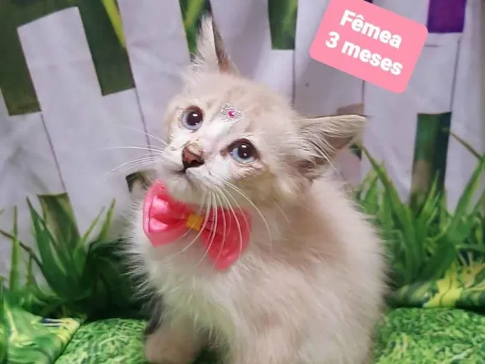 Gato raça SRD-ViraLata idade 2 a 6 meses nome Gatinha 