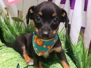 Cachorro raça SRD-ViraLata idade 2 a 6 meses nome Zeca