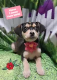 Cachorro raça SRD-ViraLata idade 2 a 6 meses nome Gigi