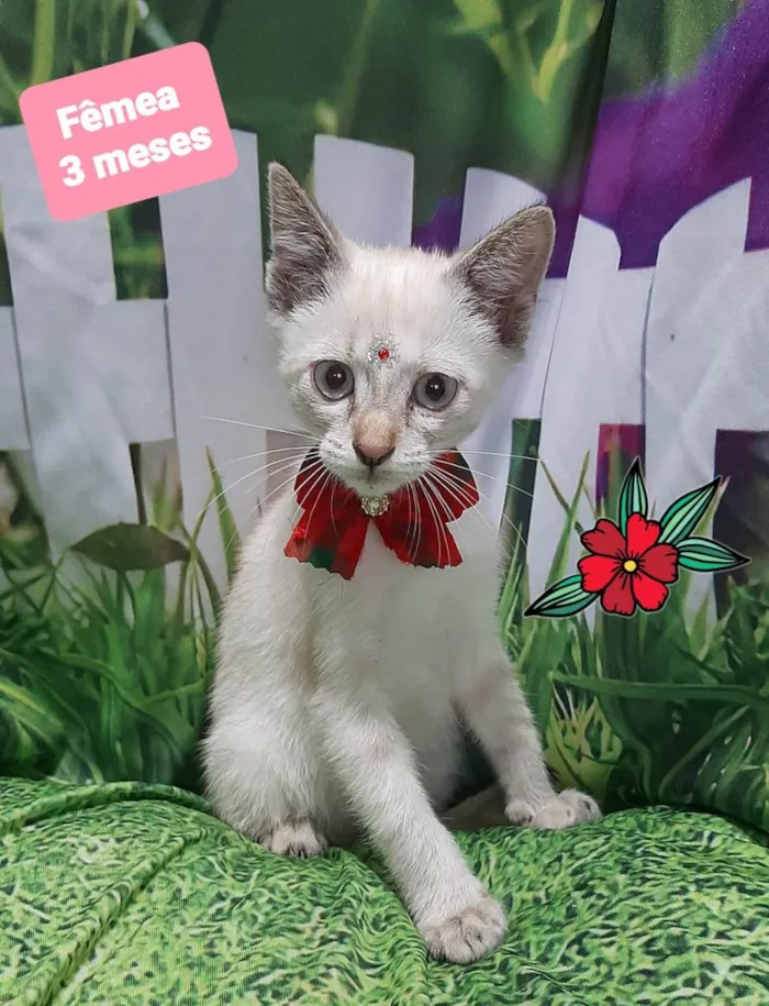 Gato raça SRD-ViraLata idade 2 a 6 meses nome Elisa