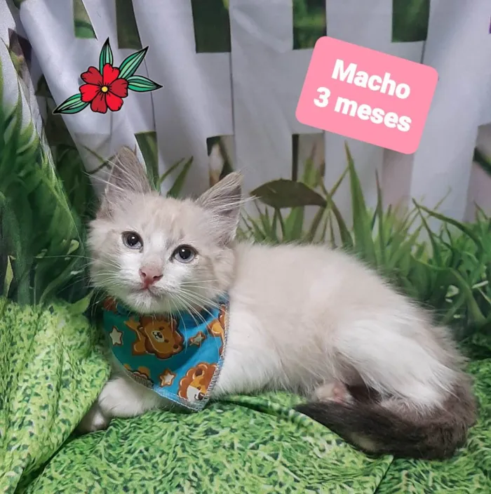 Gato raça SRD-ViraLata idade 2 a 6 meses nome Luck