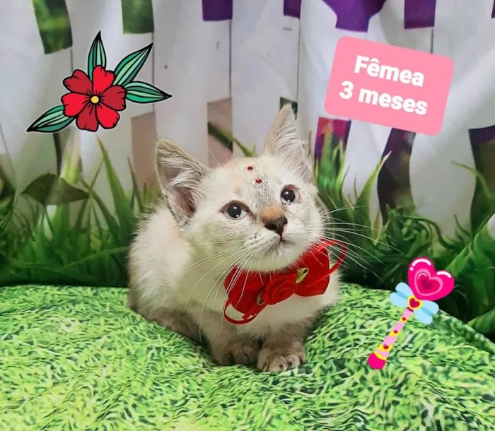Gato raça SRD-ViraLata idade 2 a 6 meses nome Glória