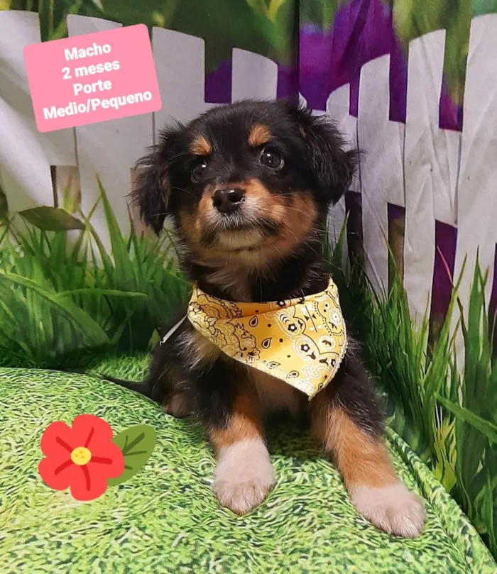 Cachorro raça SRD-ViraLata idade 2 a 6 meses nome Lulu