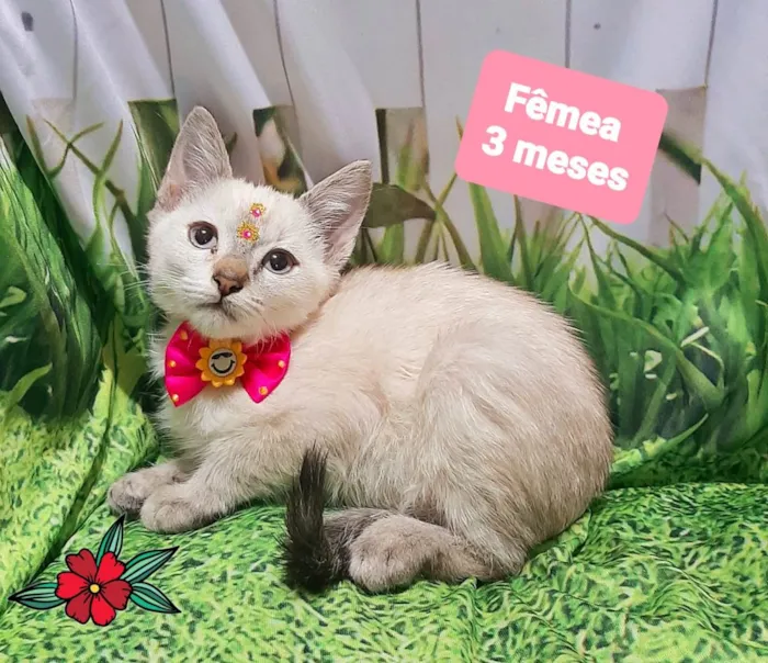 Gato raça SRD-ViraLata idade 2 a 6 meses nome Gaia