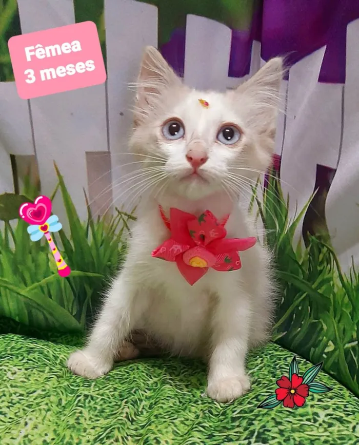 Gato raça SRD-ViraLata idade 2 a 6 meses nome Zoe