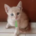Teo 