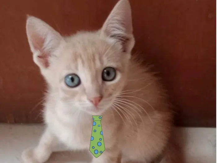Gato ra a Mestico  idade 2 a 6 meses nome Teo 