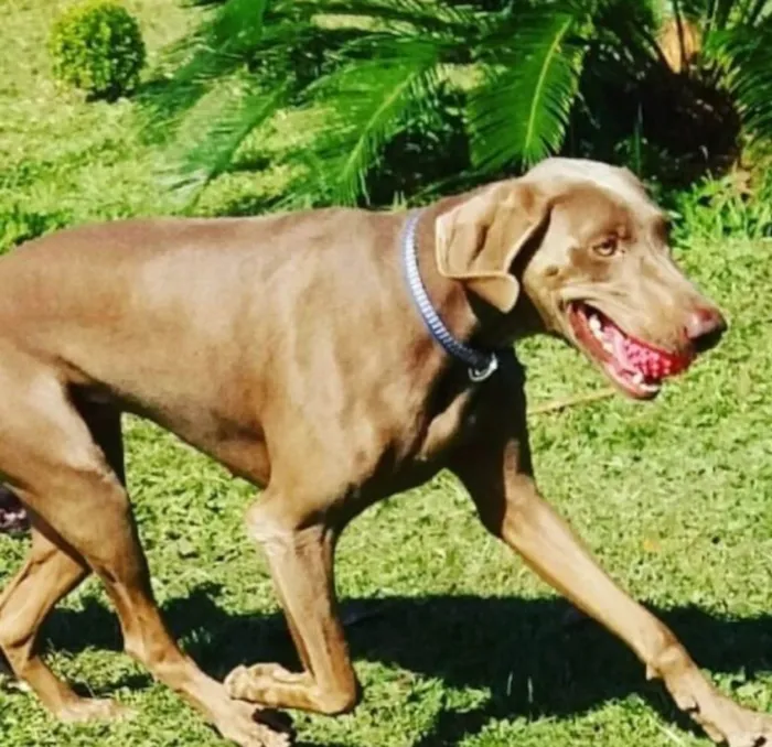 Cachorro ra a Walmarane Alemã  idade 5 anos nome Duly