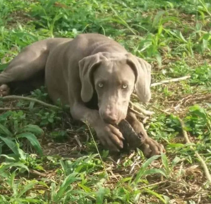 Cachorro ra a Walmarane Alemã  idade 5 anos nome Duly