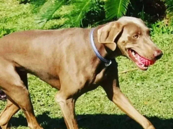 Cachorro ra a Walmarane Alemã  idade 5 anos nome Duly