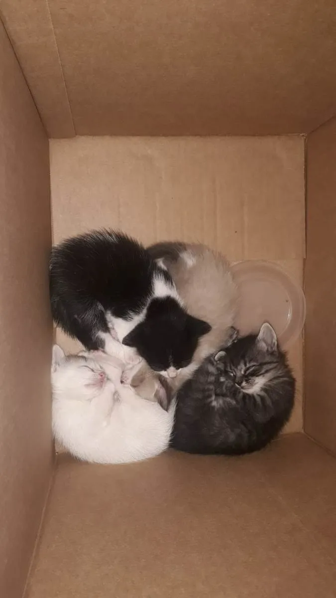 Gato raça Indeterminada  idade Abaixo de 2 meses nome Bernardo,Fabrício,Mel e Mia