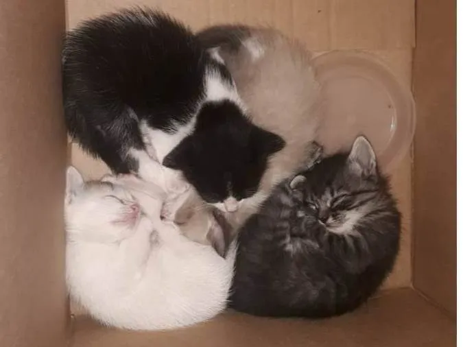 Gato raça Indeterminada  idade Abaixo de 2 meses nome Bernardo,Fabrício,Mel e Mia