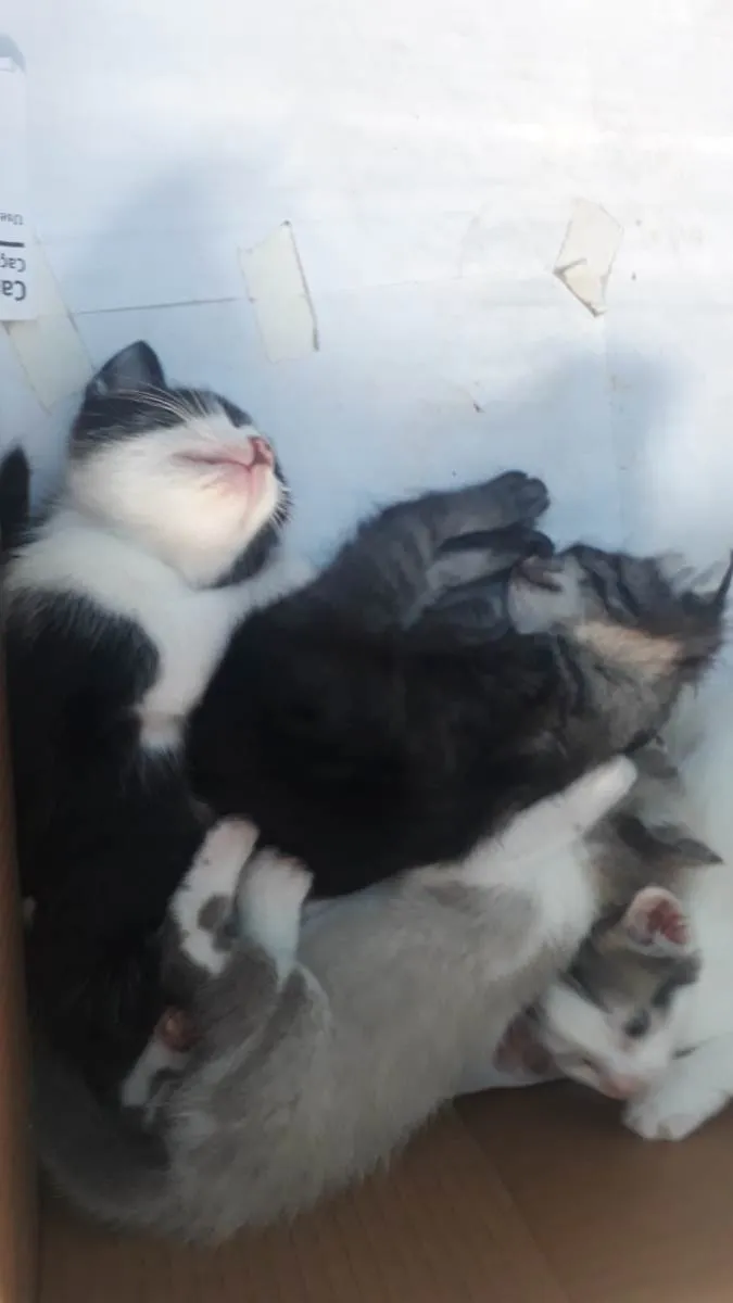Gato raça Indeterminada  idade Abaixo de 2 meses nome Bernardo,Fabrício,Mel e Mia