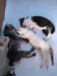 Bernardo,Fabrício,Mel e Mia