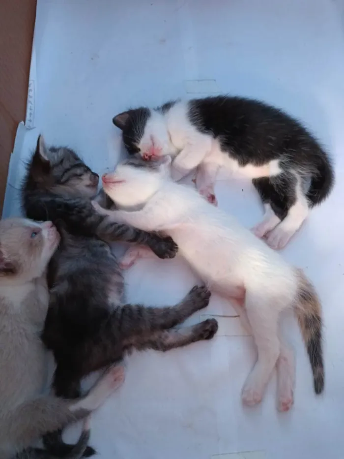 Gato raça Indeterminada  idade Abaixo de 2 meses nome Bernardo,Fabrício,Mel e Mia