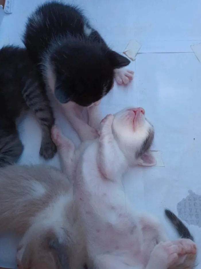 Gato raça Indeterminada  idade Abaixo de 2 meses nome Bernardo,Fabrício,Mel e Mia