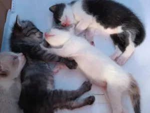 Gato raça Indeterminada  idade Abaixo de 2 meses nome Bernardo,Fabrício,Mel e Mia