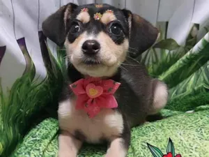 Cachorro raça SRD-ViraLata idade 2 a 6 meses nome Gigi