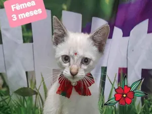Gato raça SRD-ViraLata idade 2 a 6 meses nome Elisa