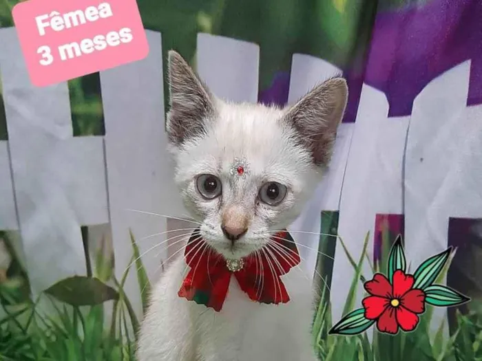 Gato raça SRD-ViraLata idade 2 a 6 meses nome Elisa