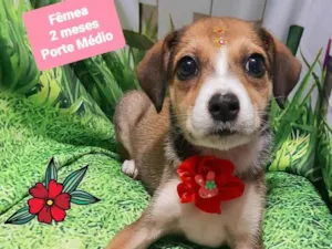 Cachorro raça SRD-ViraLata idade 2 a 6 meses nome Pandora 