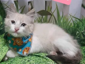 Gato raça SRD-ViraLata idade 2 a 6 meses nome Luck