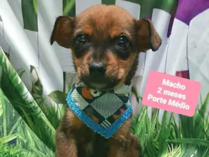 Cachorro raça SRD-ViraLata idade 2 a 6 meses nome Bolinha