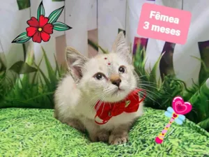 Gato raça SRD-ViraLata idade 2 a 6 meses nome Glória