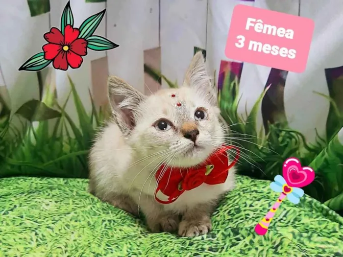 Gato raça SRD-ViraLata idade 2 a 6 meses nome Glória