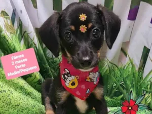 Cachorro raça SRD-ViraLata idade 2 a 6 meses nome Angel
