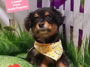 Cachorro raça SRD-ViraLata idade 2 a 6 meses nome Lulu