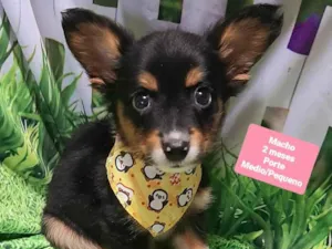 Cachorro raça SRD-ViraLata idade 2 a 6 meses nome Hero