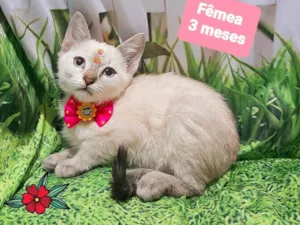 Gato raça SRD-ViraLata idade 2 a 6 meses nome Gaia