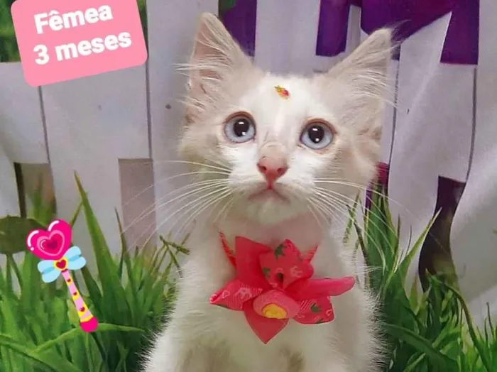 Gato raça SRD-ViraLata idade 2 a 6 meses nome Zoe